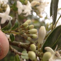 Hedyotis trimenii var. trimenii Deb & Ratna Dutta